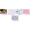 PAPEL SEDA FANTASIA 50X70 PACKERS